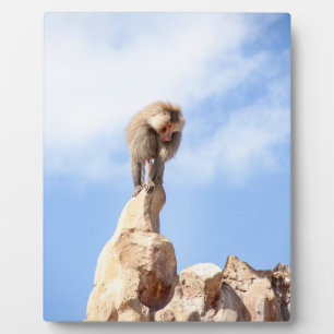 Majestätischer Pavian auf Berggipfel Fotoplatte