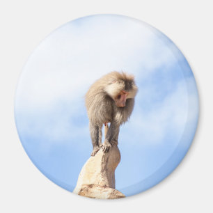 Majestätischer Pavian auf Berggipfel Magnet