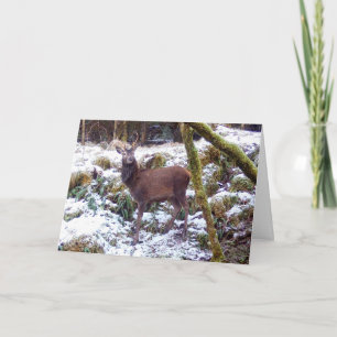 Majestätischer Rothirsch im schneebedeckten Wald K Karte