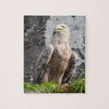 Majestätischer Weißkopfseeadler, Karges Gelände, L