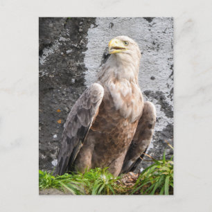 Majestätischer Weißkopfseeadler Schottisches Hochl Postkarte
