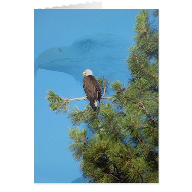 Majestätisches Eagle (Vorne)