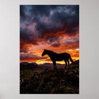 Majestätisches Pferdesilhouette Sonnenuntergang Po