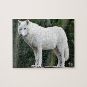 Majestätisches weißer Wolf-Puzzle Puzzle