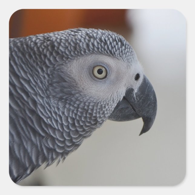 Majestic African Gray Parrot Quadratischer Aufkleber (Vorderseite)