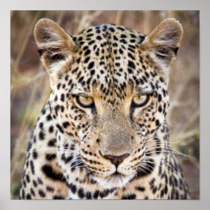 Majestic African Leopard Poster oder Print