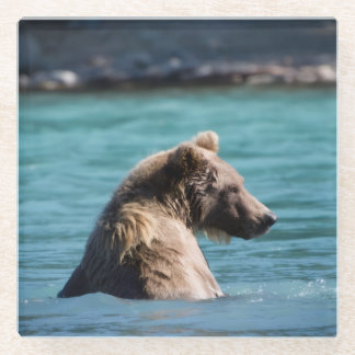 Majestic Alaskan Brown Bear Glasuntersetzer
