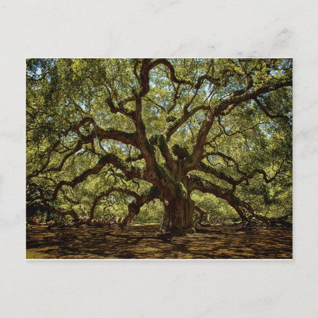 Majestic Angel Oak Postkarte (Vorderseite)