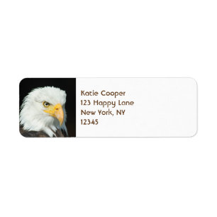 Majestic Bald Eagle Portrait