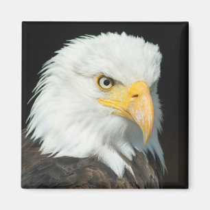 Majestic Bald Eagle Portrait Magnet