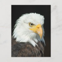 Majestic Bald Eagle Portrait