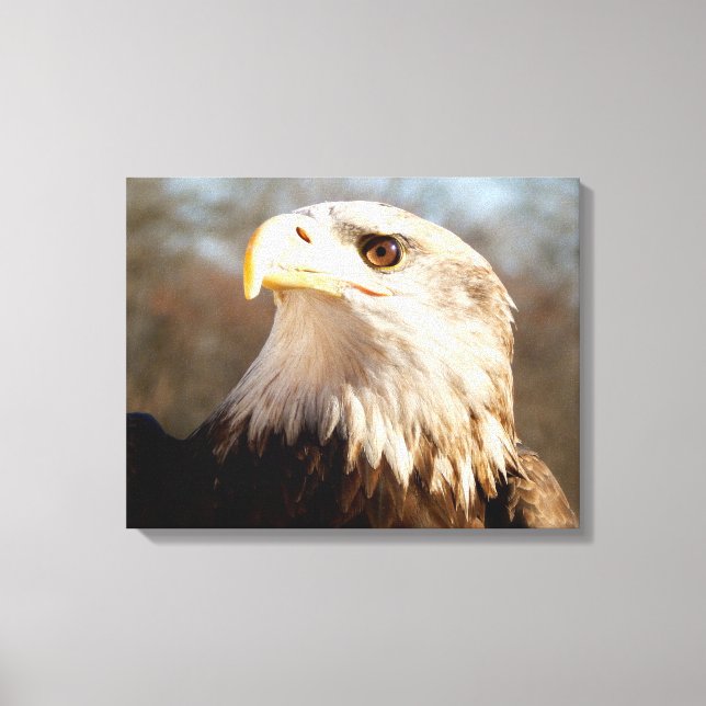 Majestic Bald Eagle Profil Leinwanddruck (Vorderseite)