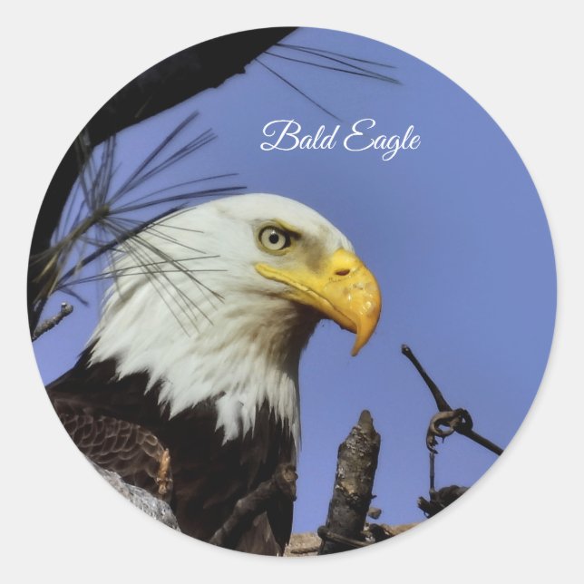 Majestic Bald Eagle Runder Aufkleber (Vorderseite)