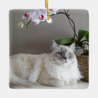 Majestic Balinese Cat