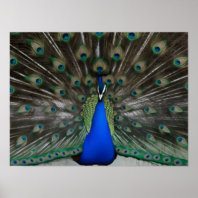 Majestic Beautiful Peacock Fotos Poster (Vorne)