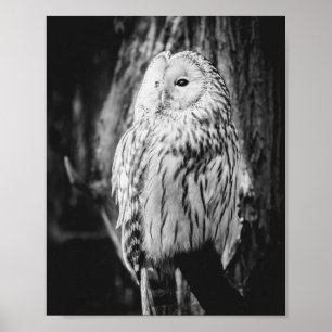 Majestic Bird of Prey Poster