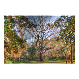 Majestic Black Walnut Tree Fotodruck