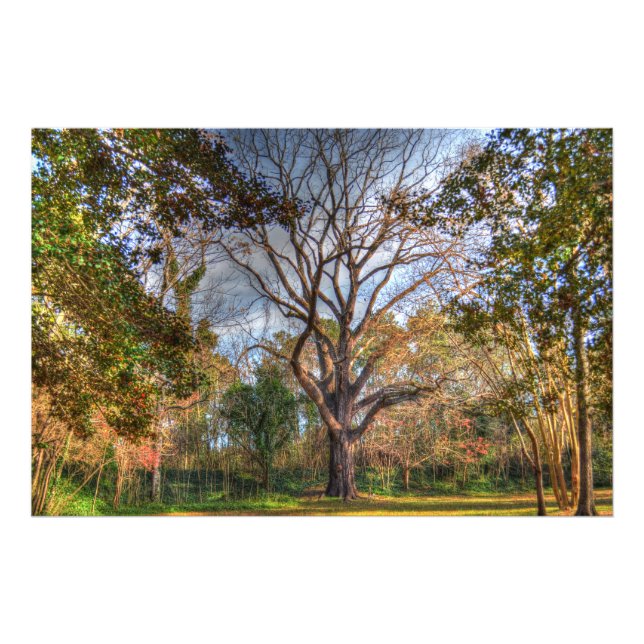 Majestic Black Walnut Tree Fotodruck (Vorne)