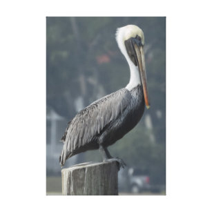 Majestic Brown Pelican on Holzpfade Leinwanddruck