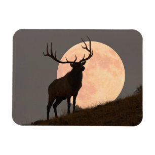 Majestic Bull Elk und Vollmond-Aufstieg Magnet