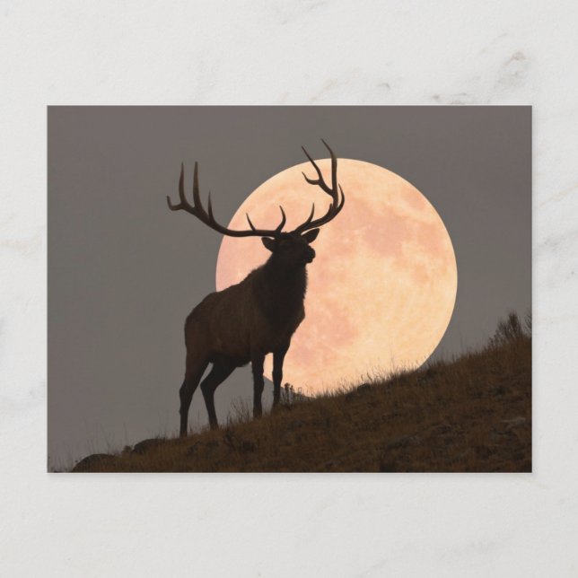 Majestic Bull Elk und Vollmond-Aufstieg Postkarte (Vorderseite)