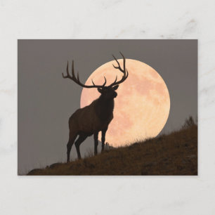 Majestic Bull Elk und Vollmond-Aufstieg Postkarte
