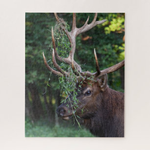 Majestic Bull Elk zeigt sich für die Kühe Puzzle