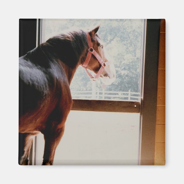 Majestic Clydesdale Magnet (Vorne)