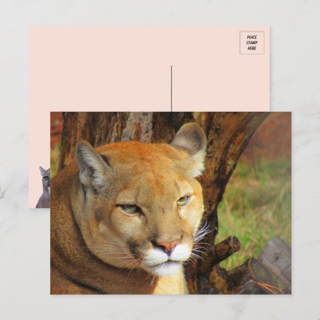 Majestic Cougar Postcard Postkarte (Vorne/Hinten)