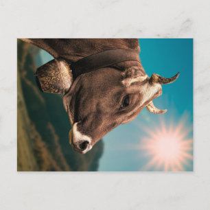 Majestic Cow Postcard Postkarte