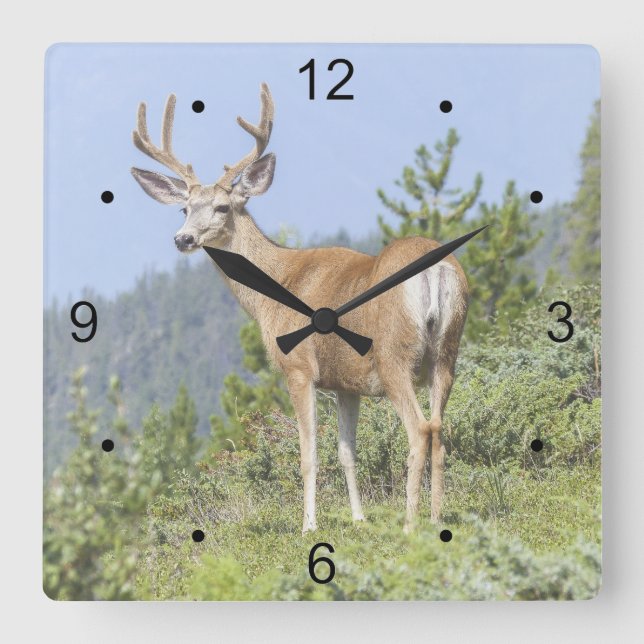 Majestic Deer Quadratische Wanduhr (Vorderseite)