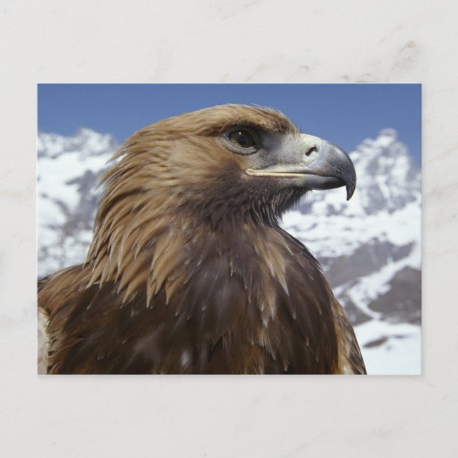 Majestic Eagle Postcard Postkarte (Vorderseite)
