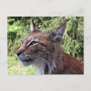 Majestic Eurasian Lynx im Skåne Zoo Postcard Postkarte