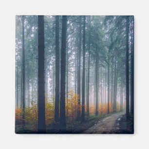 Majestic Forest Tree Lined Path Magnet