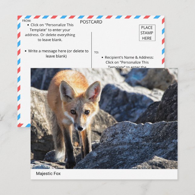 Majestic Fox Postkarte (Vorne/Hinten)