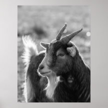 Majestic Goat mit Horns in Nature