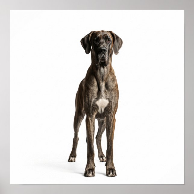 Majestic Great Dane Poster (Vorne)