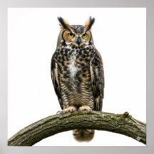 Majestic Great Horned Owl