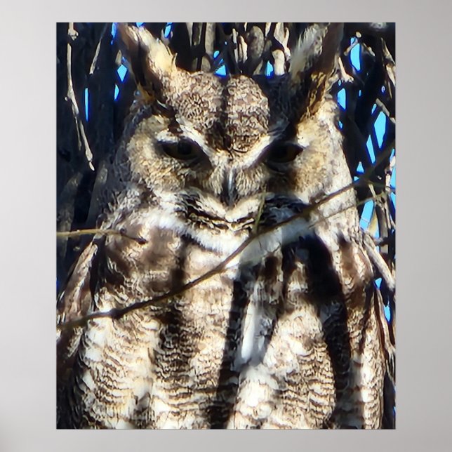 Majestic Great Horned Owl Wildlife Foto Poster (Vorne)