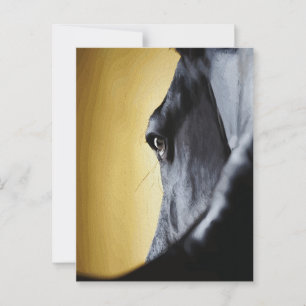 Majestic Horse Eye Nah-Up Art Postkarte