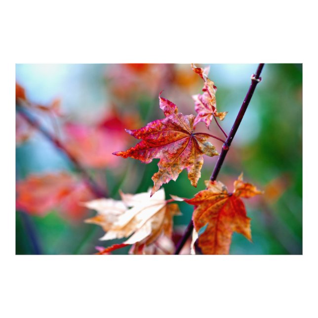 Majestic japanische Ahorn-Blätter Fotodruck (Vorne)