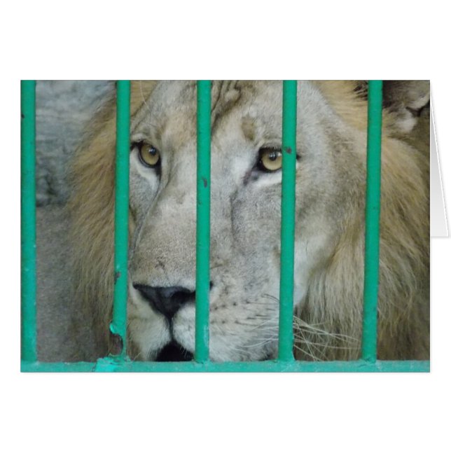 Majestic Lion (Vorderseite (Horizontal))