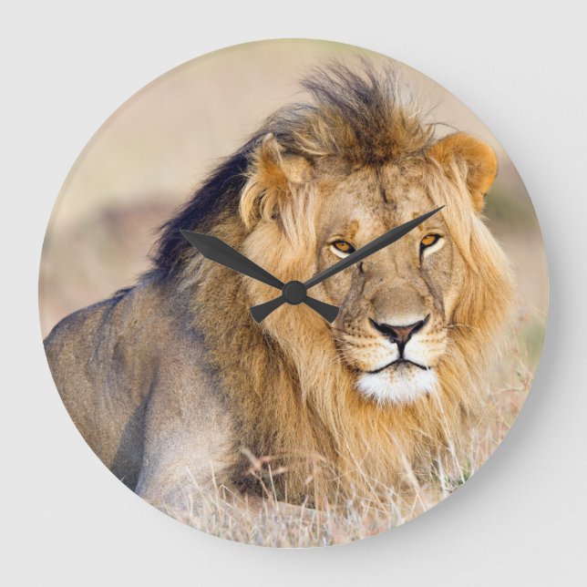 Majestic lion Foto Große Wanduhr (Vorderseite)