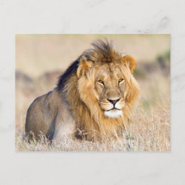 Majestic lion Foto Postkarte