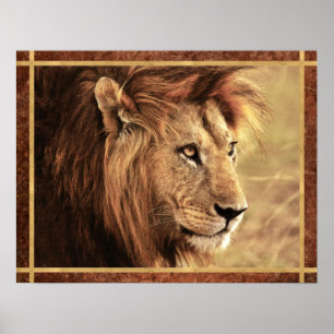 Majestic Lion Sideway Foto Poster