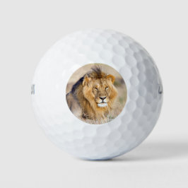 Majestic Löwe-Foto Golfball