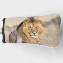 Majestic Löwe Wildtier-Foto