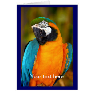 Majestic Macaw