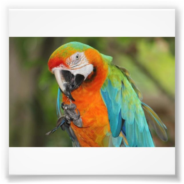 Majestic Macaw Fotodruck (Vorne)