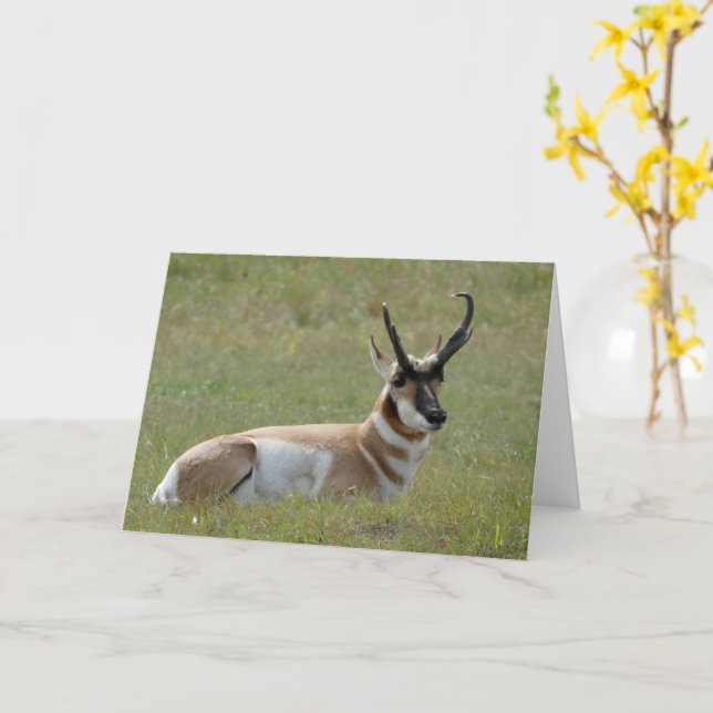 Majestic Male Pronghorn, Custer, SD - Karte (Gelbe Blume)